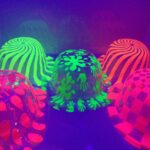 SOMB.BOMBIN-GALERA CRISTAL X1